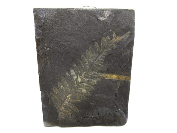 Carboniferous Fern Fossil for Sale from Germany #36