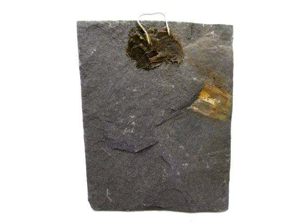 Carboniferous Fern Fossil for Sale from Germany #36 - Image 2