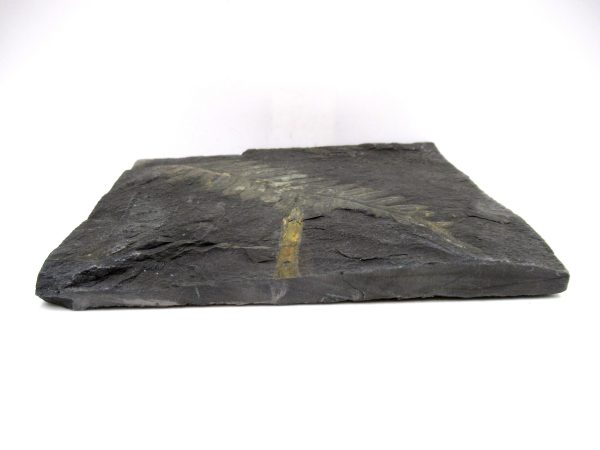 Carboniferous Fern Fossil for Sale from Germany #36 - Image 3
