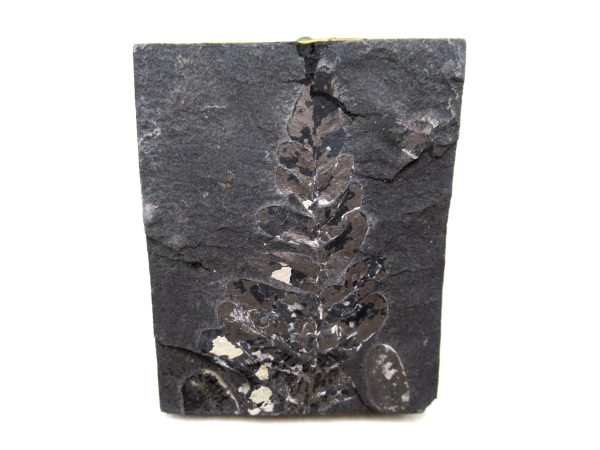 Genuine Carboniferous Fern for Sale from Germany #37