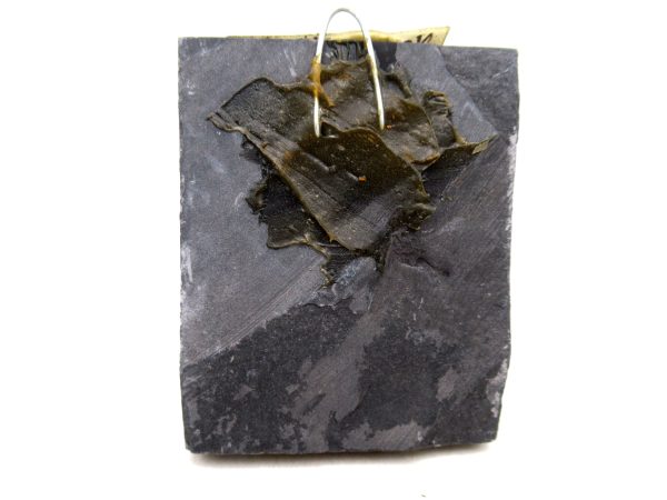 Genuine Carboniferous Fern for Sale from Germany #37a