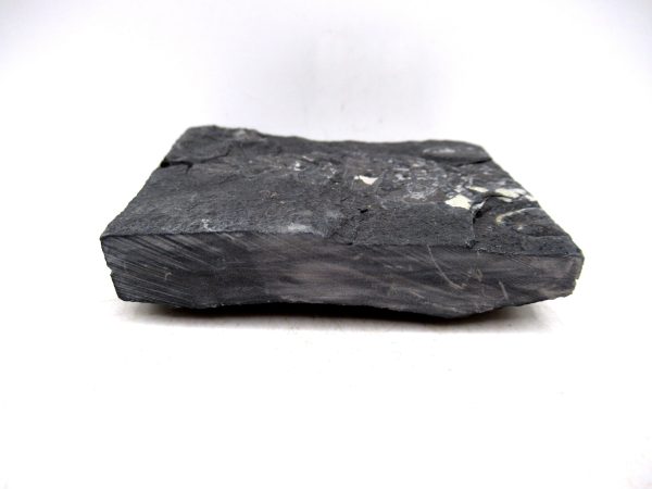 Genuine Carboniferous Fern for Sale from Germany #37b