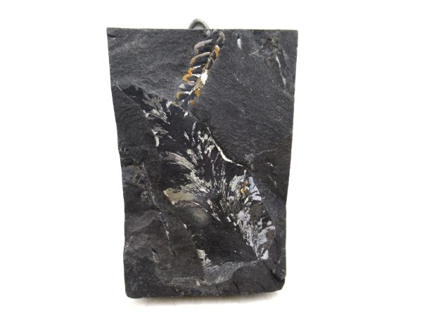 Carboniferous Fern Fossil for Sale from Germany #38