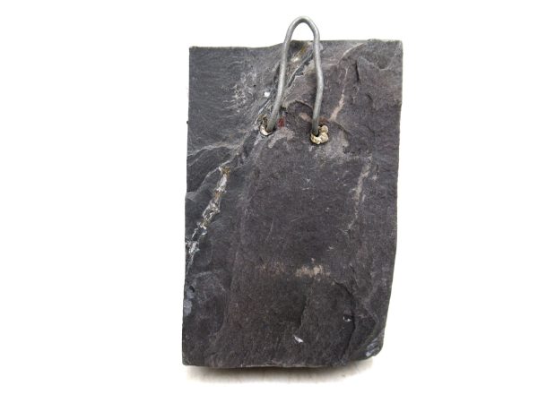 Carboniferous Fern Fossil for Sale from Germany #38 - Image 2