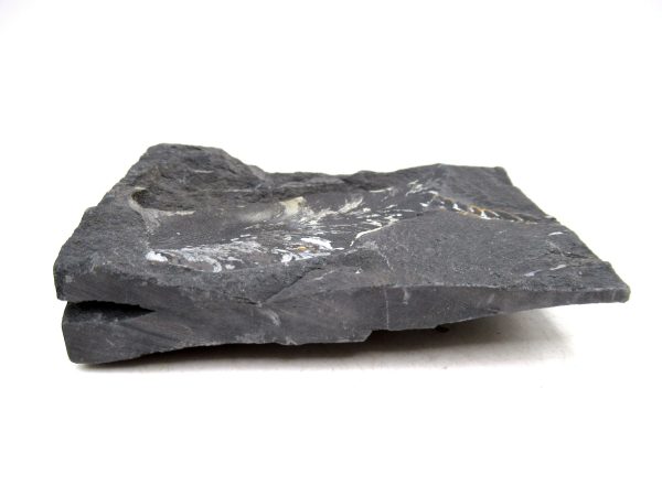 Carboniferous Fern Fossil for Sale from Germany #38 - Image 3