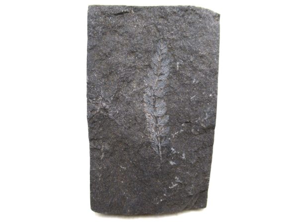 Genuine Carboniferous Fern for Sale from Germany #39