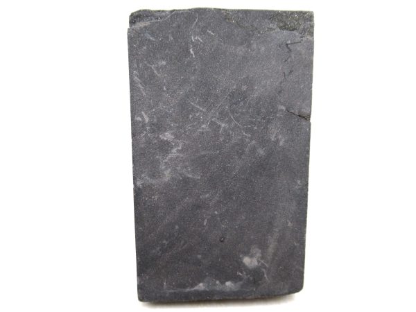 Genuine Carboniferous Fern for Sale from Germany #39a
