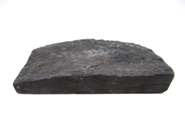 Genuine Carboniferous Fern for Sale from Germany #39b