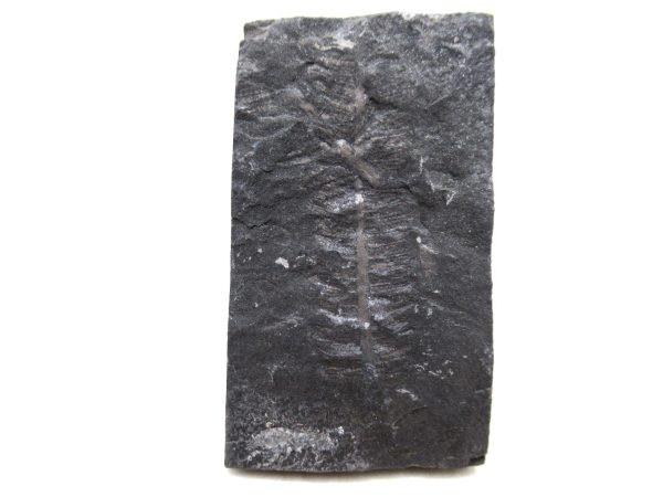 Carboniferous Fern Fossil for Sale from Germany #40