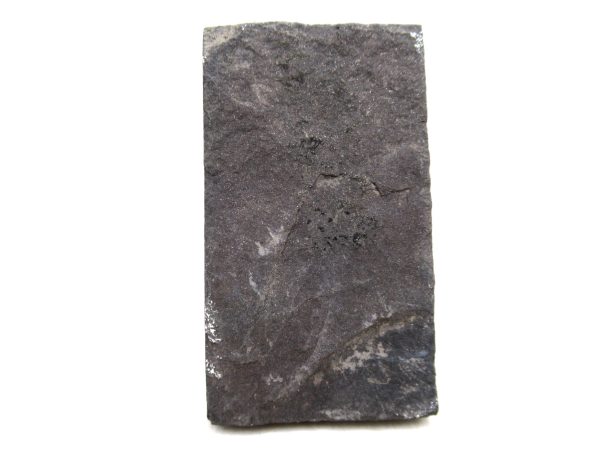 Carboniferous Fern Fossil for Sale from Germany #40 - Image 2