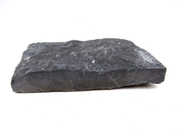 Carboniferous Fern Fossil for Sale from Germany #40 - Image 3