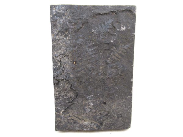Carboniferous Fern Fossil for Sale from Germany #41