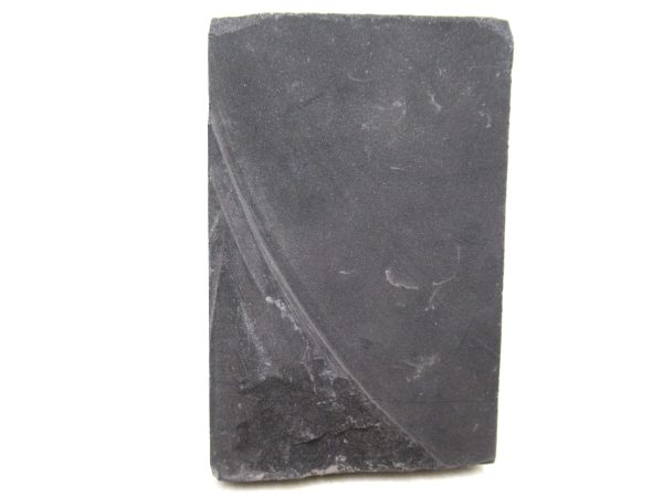Carboniferous Fern Fossil for Sale from Germany #41 - Image 2