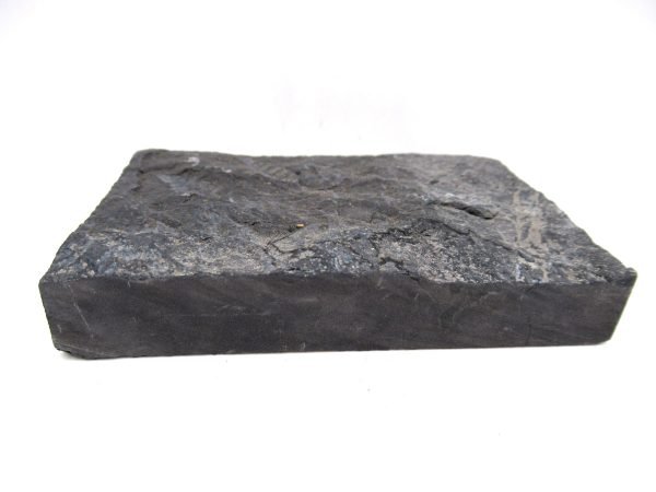 Carboniferous Fern Fossil for Sale from Germany #41 - Image 3