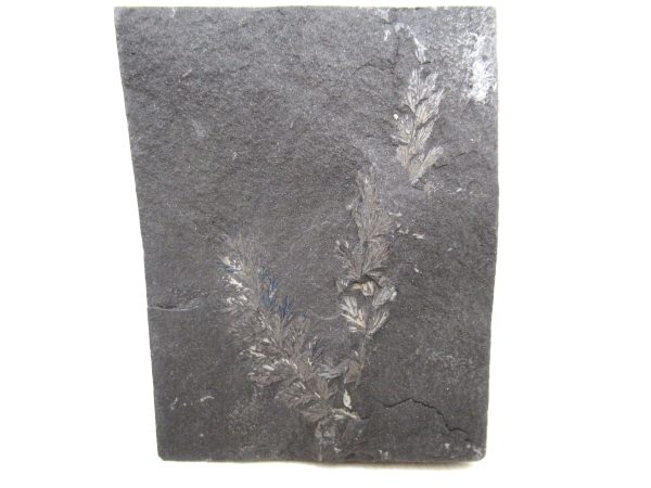 Genuine Carboniferous Fern for Sale from Germany #42