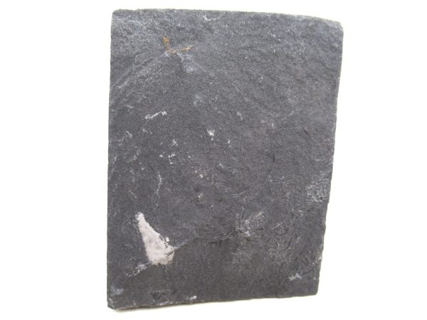 Genuine Carboniferous Fern for Sale from Germany #42a