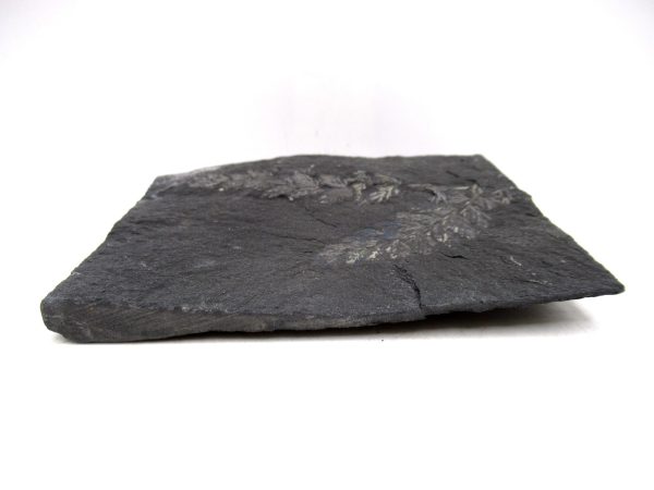 Genuine Carboniferous Fern for Sale from Germany #42b