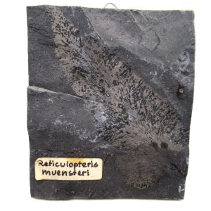 Carboniferous Fern Fossil for Sale from Germany #43