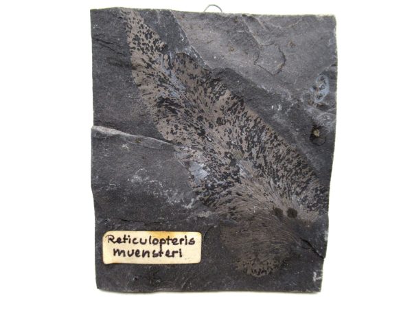 Carboniferous Fern Fossil for Sale from Germany #43