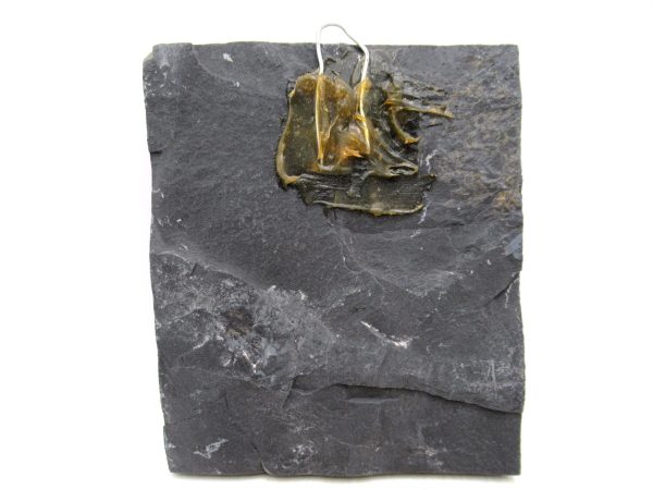 Carboniferous Fern Fossil for Sale from Germany #43 - Image 2