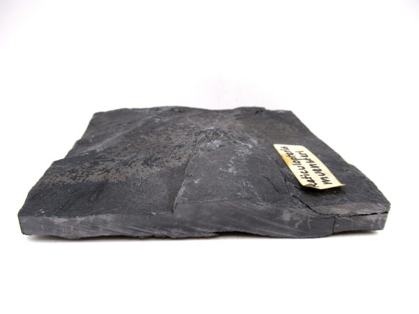 Carboniferous Fern Fossil for Sale from Germany #43 - Image 3