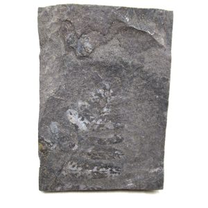 Carboniferous Fern Fossil for Sale from Germany #44