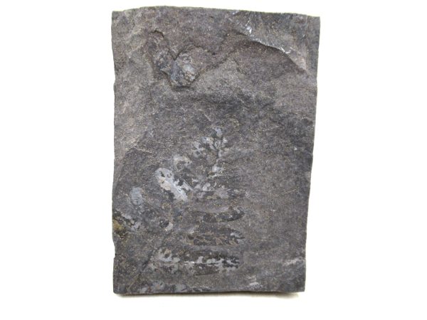 Carboniferous Fern Fossil for Sale from Germany #44