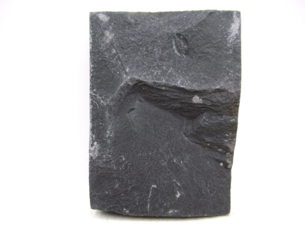 Carboniferous Fern Fossil for Sale from Germany #44 - Image 2