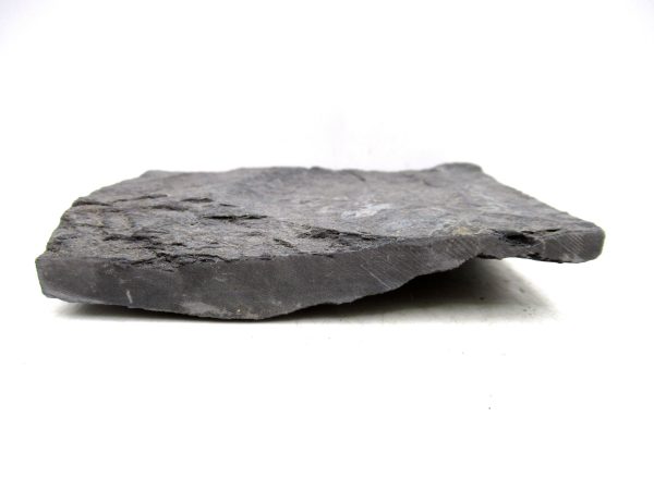 Carboniferous Fern Fossil for Sale from Germany #44 - Image 3