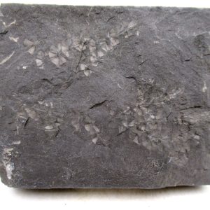 Carboniferous Fern Fossil for Sale from Germany #45