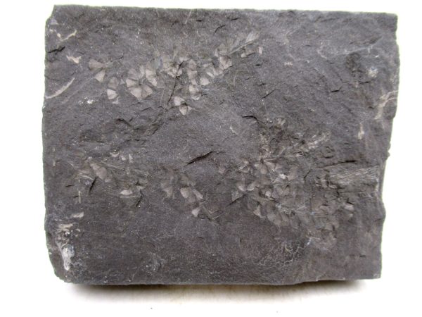 Carboniferous Fern Fossil for Sale from Germany #45