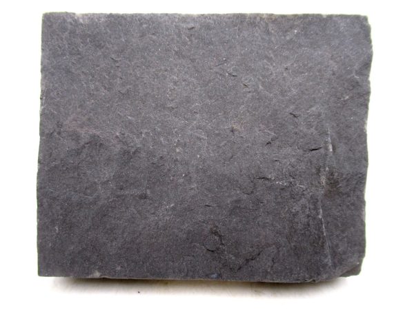 Carboniferous Fern Fossil for Sale from Germany #45 - Image 2