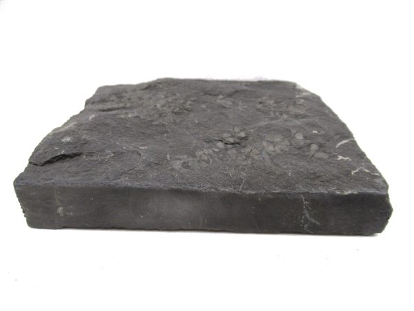 Carboniferous Fern Fossil for Sale from Germany #45 - Image 3