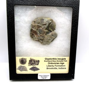 Glyptorthis Ordovician Brachiopod Fossils for Sale - Indiana #1 (2.24")