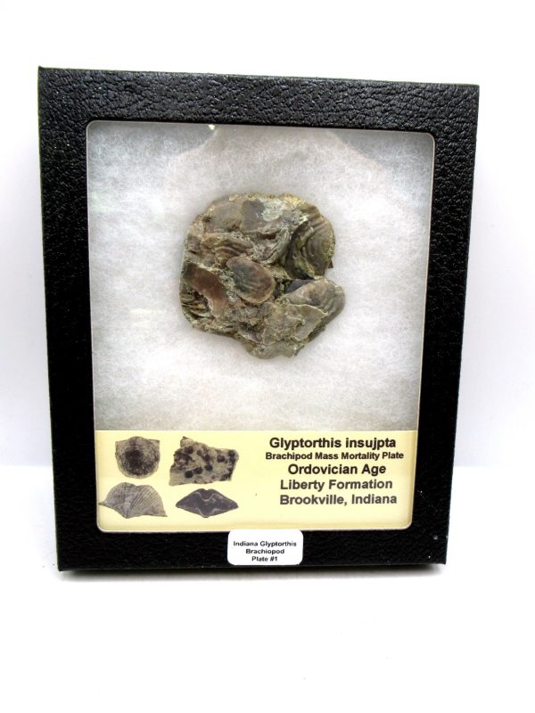 Glyptorthis Ordovician Brachiopod Fossils for Sale - Indiana #1 (2.24")