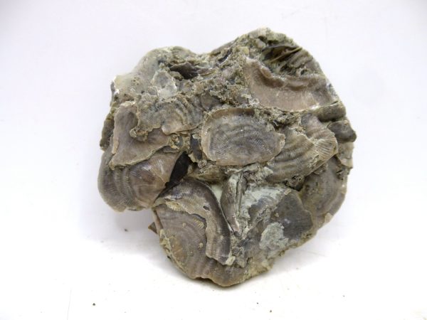 Glyptorthis Ordovician Brachiopod Fossils for Sale - Indiana #1 (2.24") - Image 2