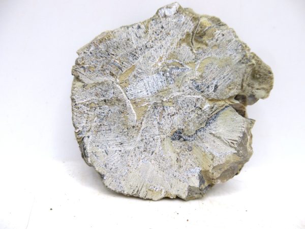 Glyptorthis Ordovician Brachiopod Fossils for Sale - Indiana #1 (2.24") - Image 4