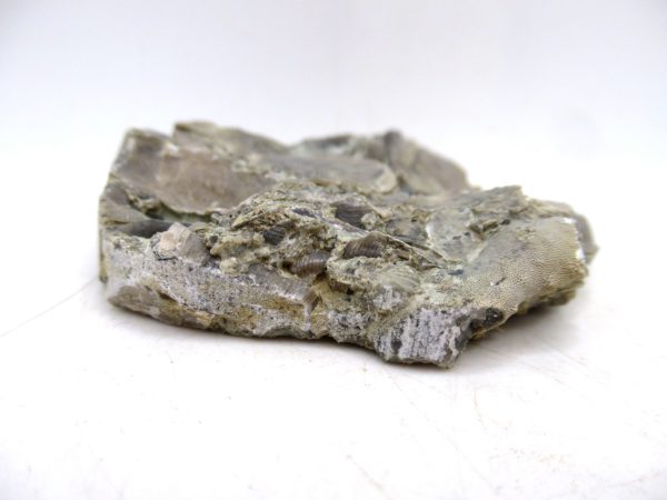 Glyptorthis Ordovician Brachiopod Fossils for Sale - Indiana #1 (2.24") - Image 3
