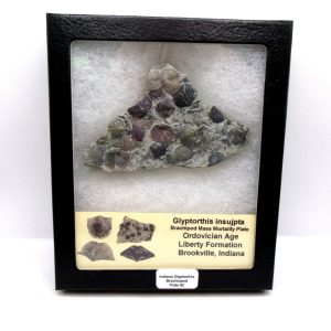 Glyptorthis Ordovician Brachiopod Fossils for Sale - Indiana #2 (3.92")