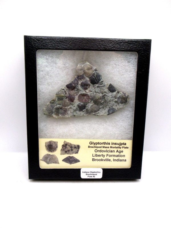 Glyptorthis Ordovician Brachiopod Fossils for Sale - Indiana #2 (3.92")