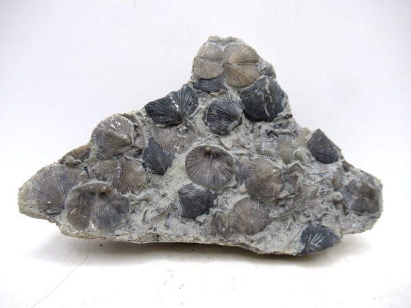 Glyptorthis Ordovician Brachiopod Fossils for Sale - Indiana #2 (3.92") - Image 2