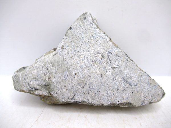 Glyptorthis Ordovician Brachiopod Fossils for Sale - Indiana #2 (3.92") - Image 4