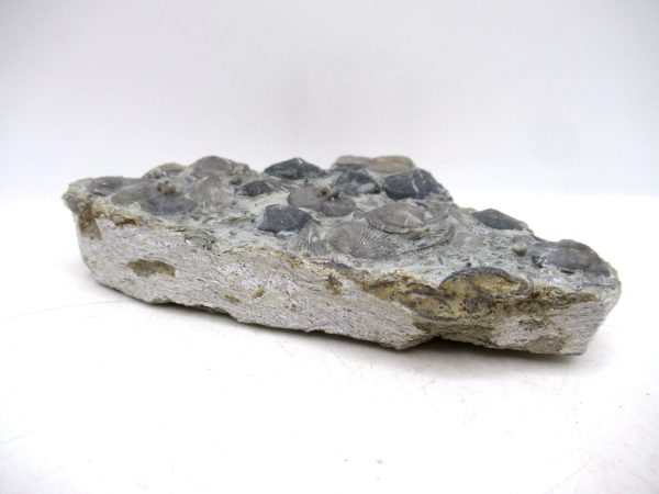 Glyptorthis Ordovician Brachiopod Fossils for Sale - Indiana #2 (3.92") - Image 3