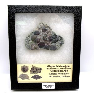 Glyptorthis Ordovician Brachiopod Fossils for Sale - Indiana #3 (3.0")