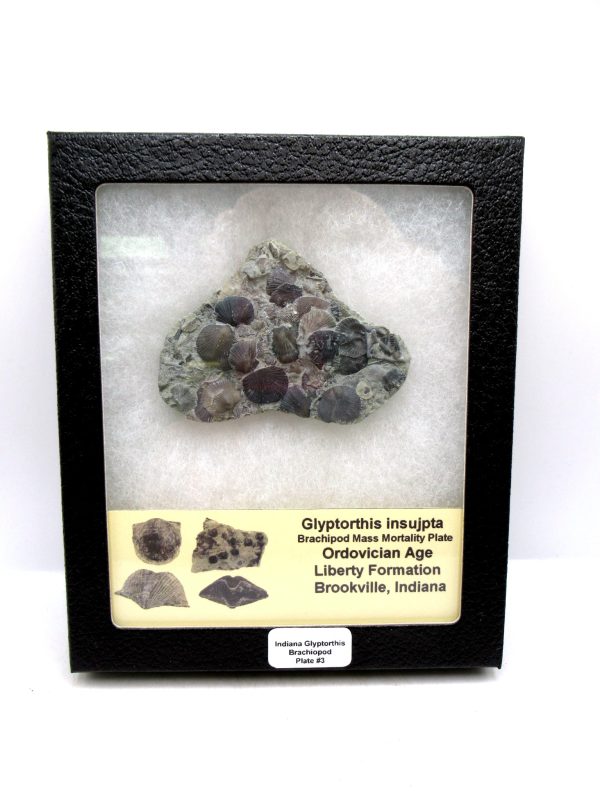 Genuine Ordovician Age Glyptorthis Brachiopods Fossils for Sale from Indiana #3