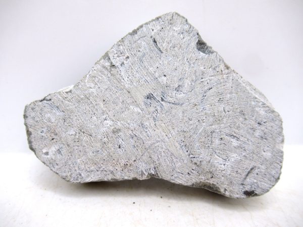 Genuine Ordovician Age Glyptorthis Brachiopods Fossils for Sale from Indiana #3b