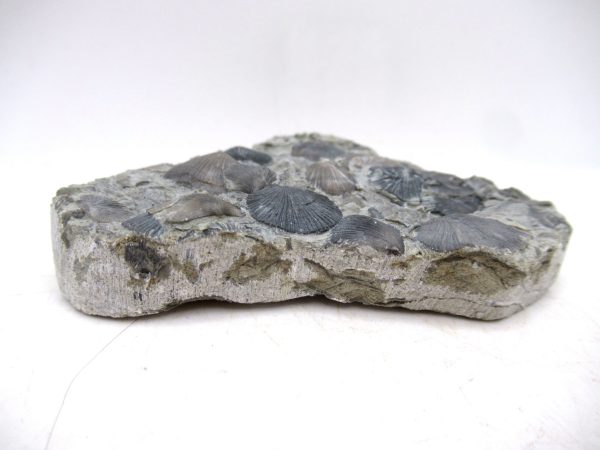 Genuine Ordovician Age Glyptorthis Brachiopods Fossils for Sale from Indiana #3c