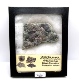 Glyptorthis Ordovician Brachiopod Fossils for Sale - Indiana #4 (3.51")