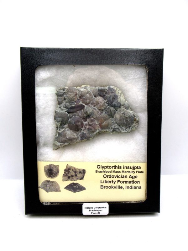 Glyptorthis Ordovician Brachiopod Fossils for Sale - Indiana #4 (3.51")