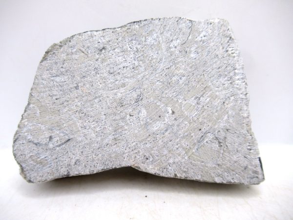 Glyptorthis Ordovician Brachiopod Fossils for Sale - Indiana #4 (3.51") - Image 4
